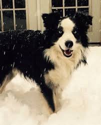 Australian Shepherd German Shepherd Mix Black And White Australian Shepherd Dog Breed Information And Pictures Australian Shepherd Dogs Australian Shepherd Australian Shepherd Training