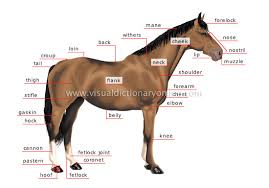 Horse Anatomy Pictures Think Like A Horse Rick Gore