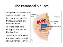 Marrow cavity (medullary cavity) the cavity that contains bone marrow in the diaphysis of a long bone; Anatomy Of Nose And Paranasal Sinus