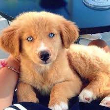 Sweet female golden looking for her family. Dog Does The Cutest Thing To Show He Doesn T Like His Treat Video When Dogs Don T Lik Golden Retriever Husky Mix Golden Retriever Husky Dogs Golden Retriever