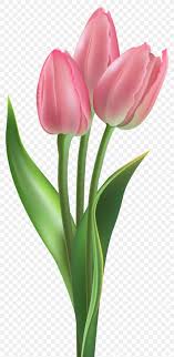 Free to use & public. Tulip Flower Pink Clip Art Png 2484x5102px Flower Art Bud Cut Flowers Floral Design Download Free