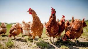 Maybe you would like to learn more about one of these? Bmel Farm Animals Questions And Answers On The Subject Of Laying Hen Husbandry In Germany