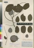 Image result for Pseudolachnostylis maprouneifolia