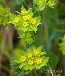 Image result for Bupleurum rotundifolium
