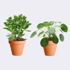 El bambú de la suerte por su nombre, es una de las plantas más conocidas con este tipo de atributos. Pack Buena Suerte Pilea Planta De Jade Decoalive