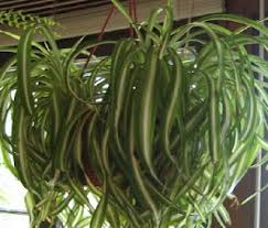 Image result for Chlorophytum minor