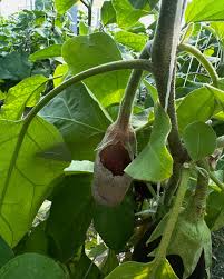 Image result for Botrytis cinerea