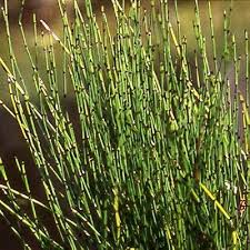Image result for Equisetum ramosissimum
