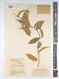 Image result for Schlechterina mitostemmatoides