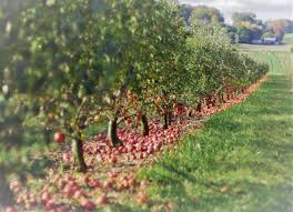 Kashmiri Apple An Industry Which Faces Destruction Due To Ignorance Daily Hawker Unusual Plants Farm Life Paradise On Earth