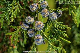 Image result for Grewia conocarpoides