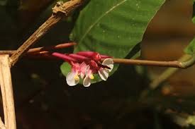 Image result for Marantochloa congensis