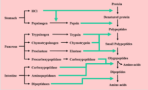 if you take protein in your food how does it get digested in