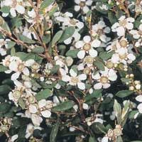 Provide good not a true shrub; Weed Of The Month Archive