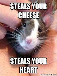 Overly Photogenic Rat Funny Rats Cute Rats Pet Rats