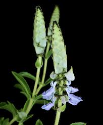 Image result for Plectranthus guruensis