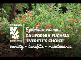 Order today with free shipping. Epilobium Canum California Fuchsia Everett S Choice Youtube
