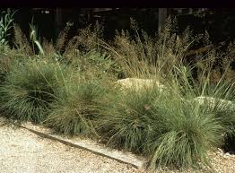 Maybe you would like to learn more about one of these? Shade Tolerant Ornamental Grasses And Grass Like Plants Beyond Impatiens And Petunias U Of I Extension