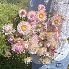 Image result for Helichrysum globosum