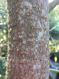 Image result for Warburgia