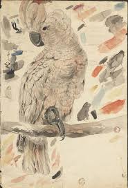 Illustrations Of The Family Of The Psittacidae Or Parrots Salmon Crested Cockatoo Graphite And Watercolor Drawing 25 Parrots Art Watercolor Parrot Animal Illustration