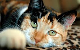 Ada 4 jenis kucing persia yang tersebar di dunia. Daftar Harga Kucing Calico Terbaru Mei 2021