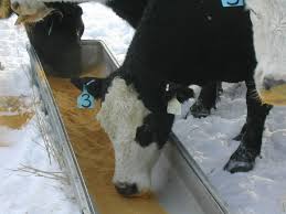 Like humans, cows are pregnant for a typical time period of 9 months or 38 to 44 weeks after the conception process has been complete. Protein For Pregnant Cows Tsln Com