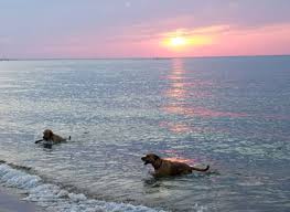 We did not find results for: Veterinarian In Virginia Beach Va Animal Medical Center