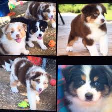 All of our dogs have health and genetic screening and we take pride in their wonderful temperaments as well. Crossing Trails Australian Shepherds And Mas Home Facebook