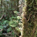 Image result for Hymenophyllum peltatum