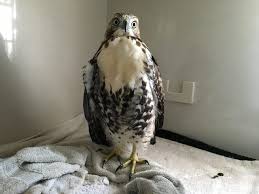 They are classified as raptors, that is, birds which prey on other smaller birds and animals. The Ravishing Raptors Of Southern Alberta Alberta Institute For Wildlife Conservation