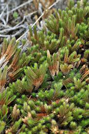 Image result for Selaginella afrorum