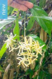 Image result for Leptactina