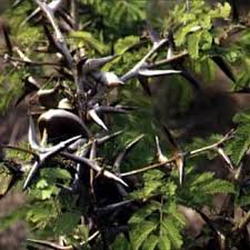 Image result for Acacia grandicornuta