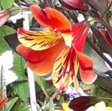 La teuse avait préparé le déjeuner, au fond du petit jardin, sous deux grands mûriers, dont les lorsque guillaume l'arrêta dans le petit jardin, elle le traversait en chantonnant, les bras nus, de. Au Petit Jardin De Saint Remy Vends Plants Home Facebook