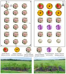 The lack of crop rotation and thus nutrients in the soil poses its own set of problems that are cause to move away from monoculture agriculture as. Insects Free Full Text Mixed Species Gardens Increase Monarch Oviposition Without Increasing Top Down Predation Html