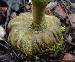 The Big Five — Exotica Esoterica