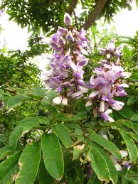 Image result for Millettia grandis