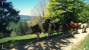 العناية بالبشرة في فصل الصيف. Transhumance In Switzerland Ø±Ø­Ù„Ø© Ø§Ù„Ø´ØªØ§Ø¡ Ùˆ Ø§Ù„ØµÙŠÙ ÙÙŠ Ø§Ù„Ø±ÙŠÙ Ø§Ù„Ø³ÙˆÙŠØ³Ø±ÙŠ Ø§ÙƒØªØ´Ù