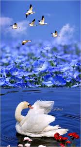 Pin De Suna Pasali Em Swans Art Creative Montage Lindas Paisagens Passaros Bonitos Aves Belas