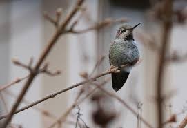 We did not find results for: Over Wintering Hummingbirds In The Puget Sound Area Sky Nursery