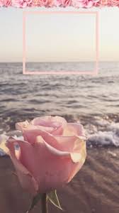 If you're in search of the best paradise beach wallpaper, you've come to the right place. Rose In Beach 750x999 Wallpaper Teahub Io