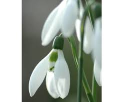 Any of several bulbous eurasian plants of the genus galanthus. Buy Galanthus Elwesii Greater Snowdrop De Warande Strongbulbs Com