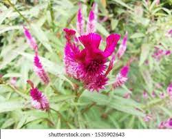 Celosia Argentea Flower Essence Best Flower Wallpaper