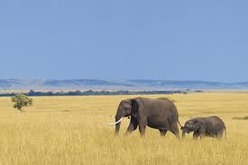 Grassland Biome Animals And Plants Inhabiting This Natural Wonder Science Struck