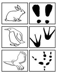 Arctic Animals Footprint Matching Activity Animal Footprints Artic Animals Arctic Animals Preschool