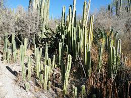 Image result for Lophocereus marginatus