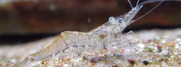 Their lifespans are significantly shortened by stress. Ghost Shrimp Care Breeding Aqauriuminfo