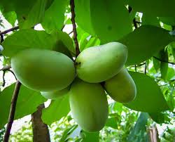 Located close to hillside place, the pawpaw stands (somewhat) tall in the marsh botanical gardens. Pawpaw Tree For Sale Online The Tree Center