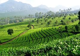 Puncak adalah sebuah kawasan wisata pegunungan yang termasuk ke dalam wilayah kabupaten bogor dan kabupaten cianjur, provinsi jawa barat. Wisata Puncak Bogor Kebun Teh Yang Paling Terkenal Gerai News